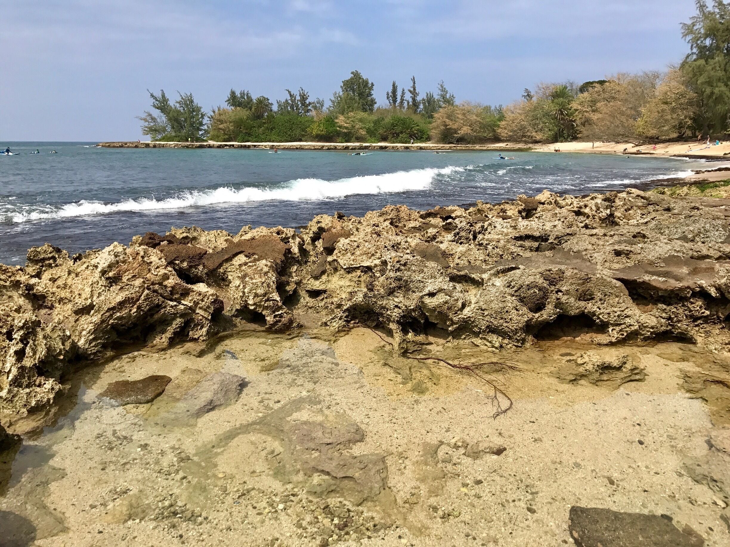 Stopped by a park on the north shore to look for sea turtles. This tidal pool was full of marine life. Beautiful area!