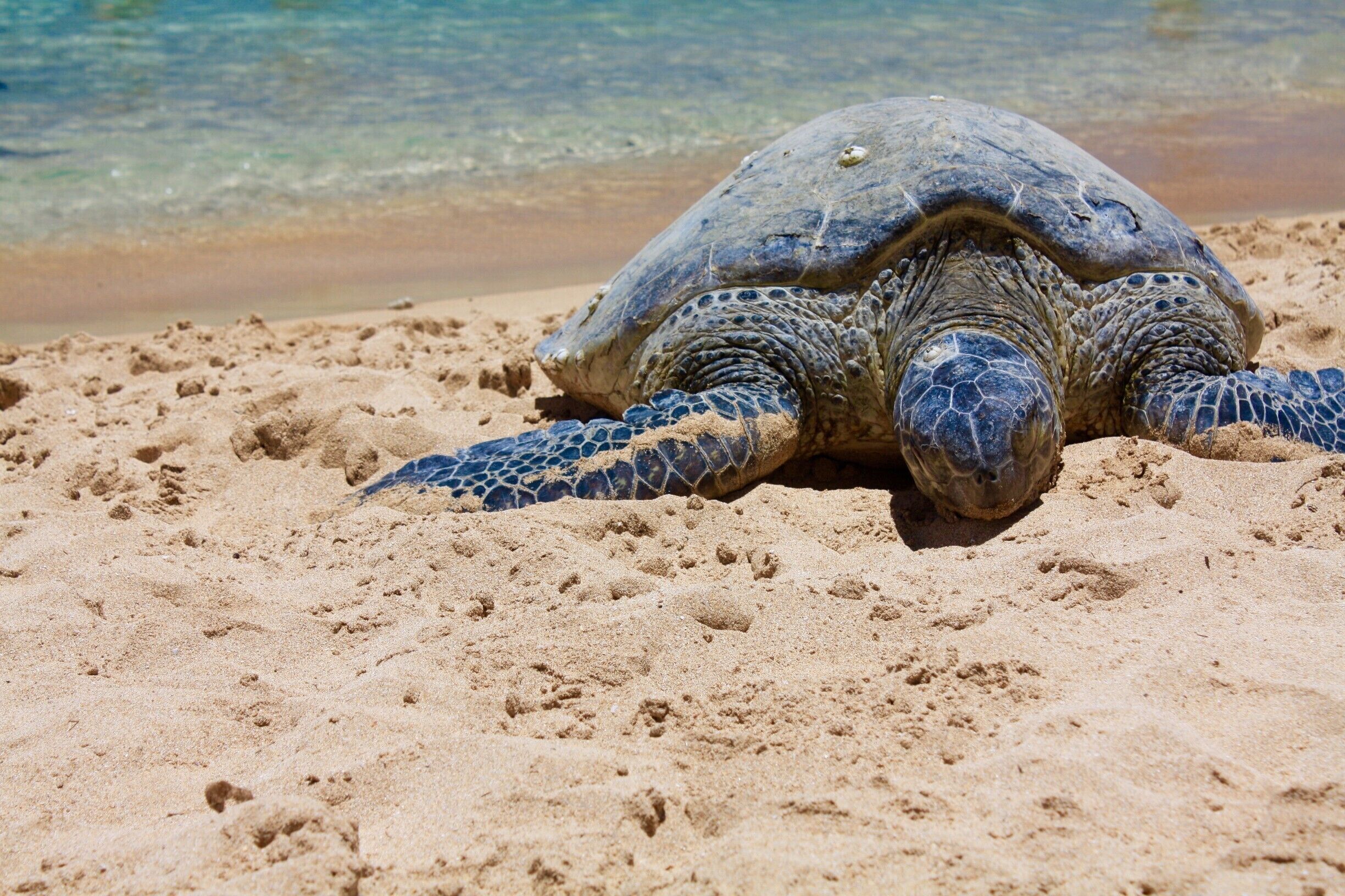 Una tortuga marina a la platja sorrenca, amb aigua transparent al fons.