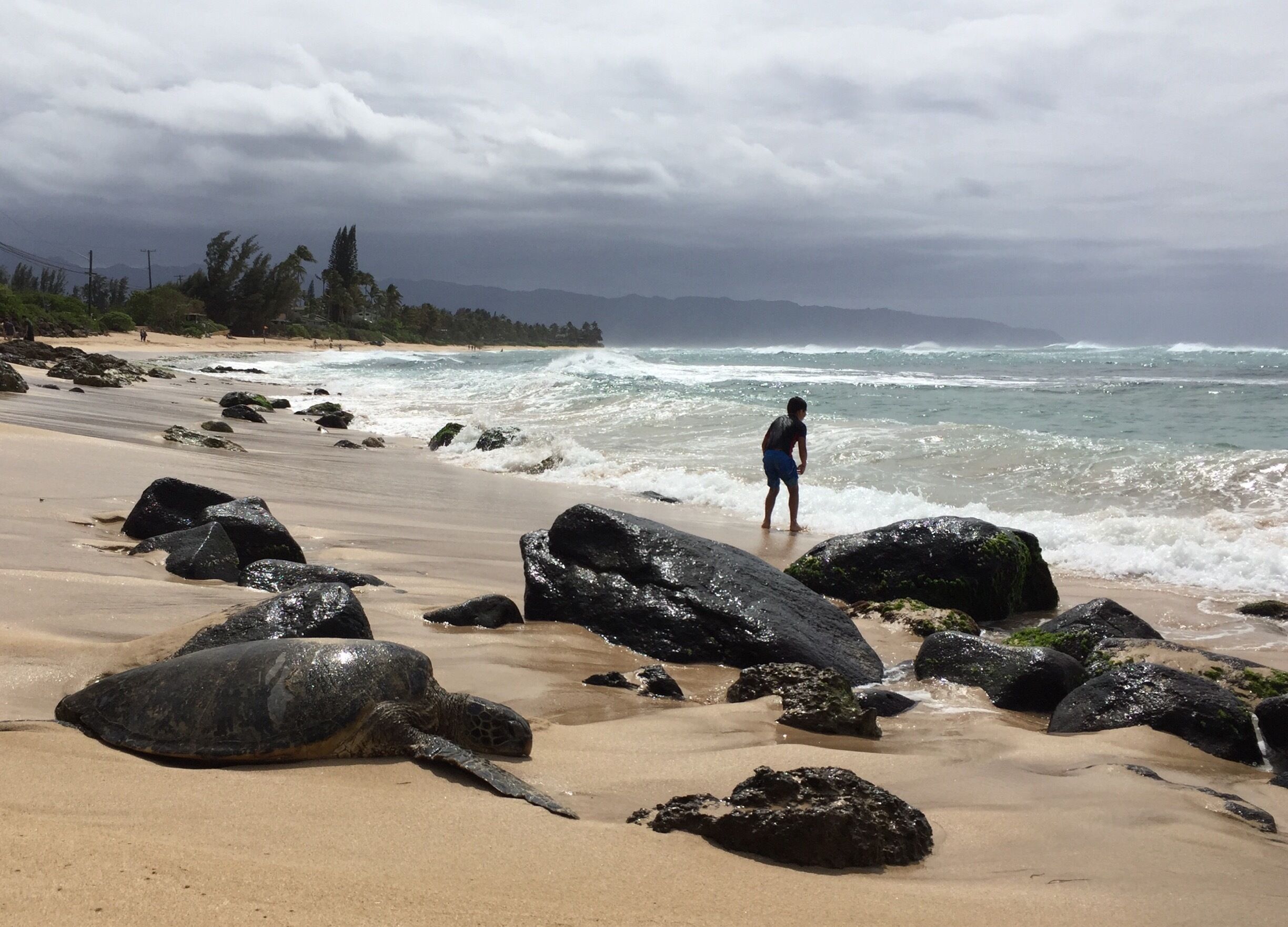 Laniakea Beach, aka Turtle Beach, North Shore, Oahu, Hawaii
Located just a few miles north of Historic Haleiwa Town. It almost never fails that you won’t see endangered green sea turtles basking on this beach. You have to park along the highway, but there will be a lot of cars stopped along this stretch of road simply to watch the turtles.