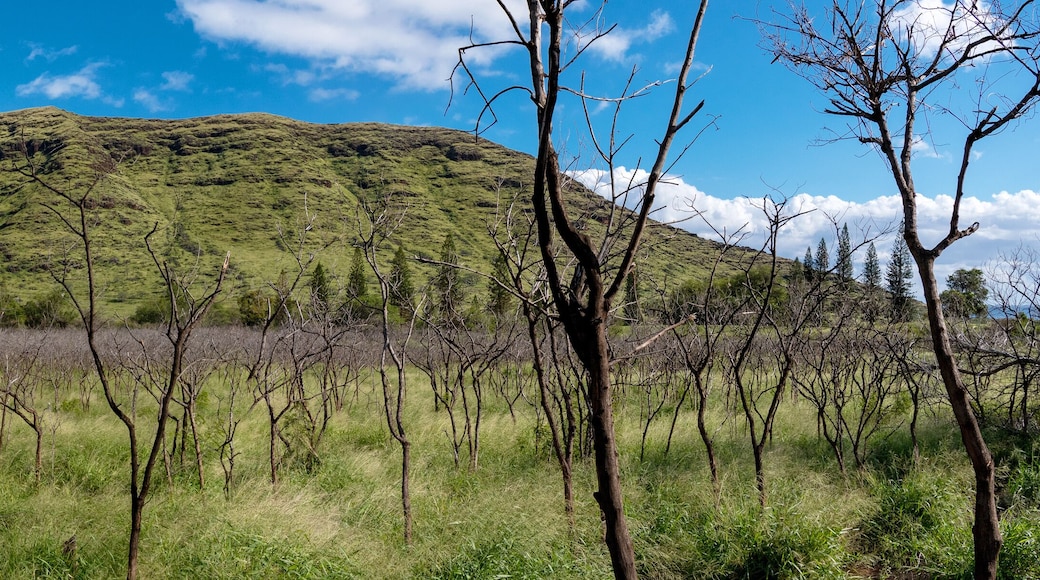 Panoramic view of mountains in Oahu Waianae Kai Forest Reserve