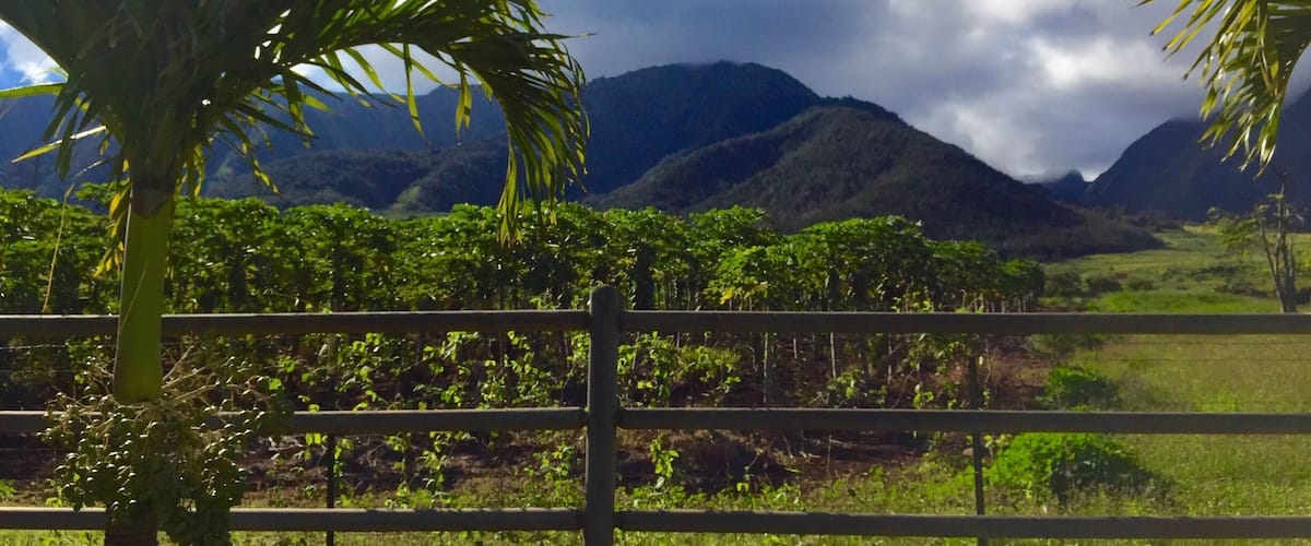 A lush landscape with a wooden fence, palm trees, and a mountain range under a partly cloudy sky.
