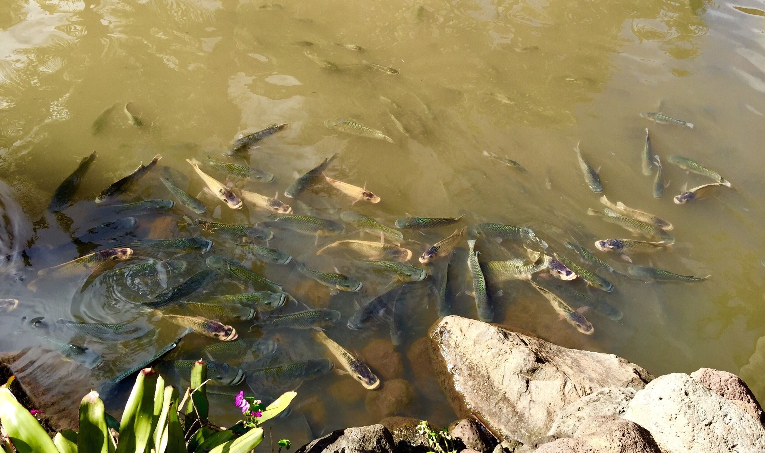 Kids enjoy the goldfish pond feeding them bits of food.