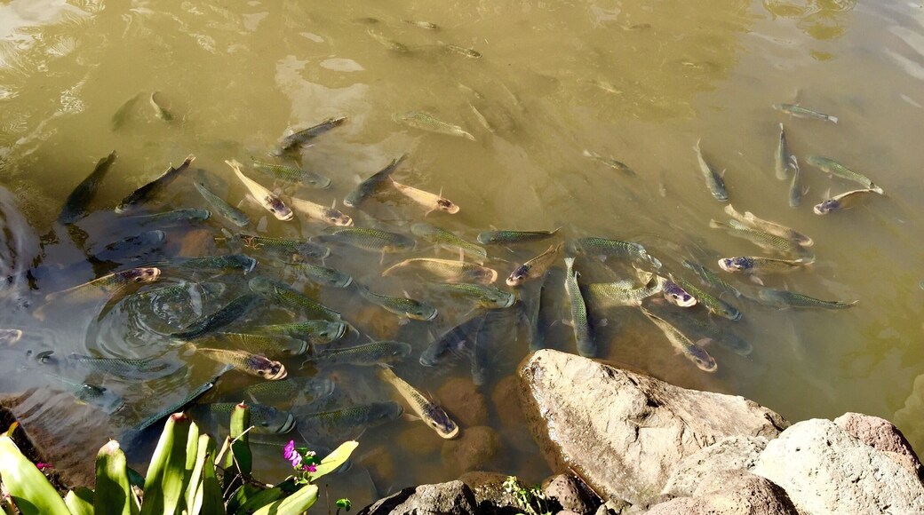 Kids enjoy the goldfish pond feeding them bits of food.