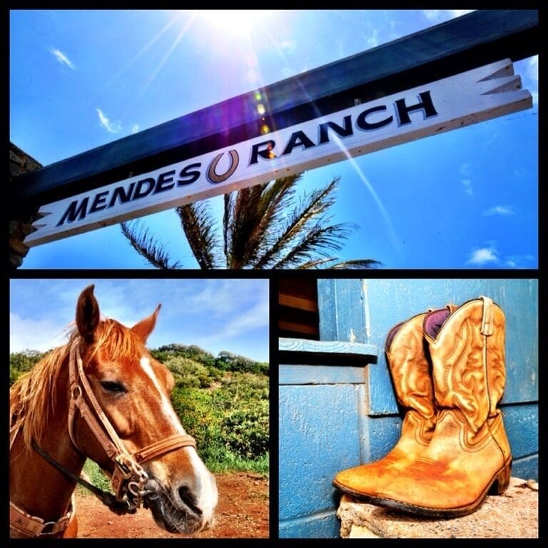 The guys at Mendes Ranch are awesome! If you are in Maui don't miss this experience. Wonderful trail rides. Not just nose 2 tail either.