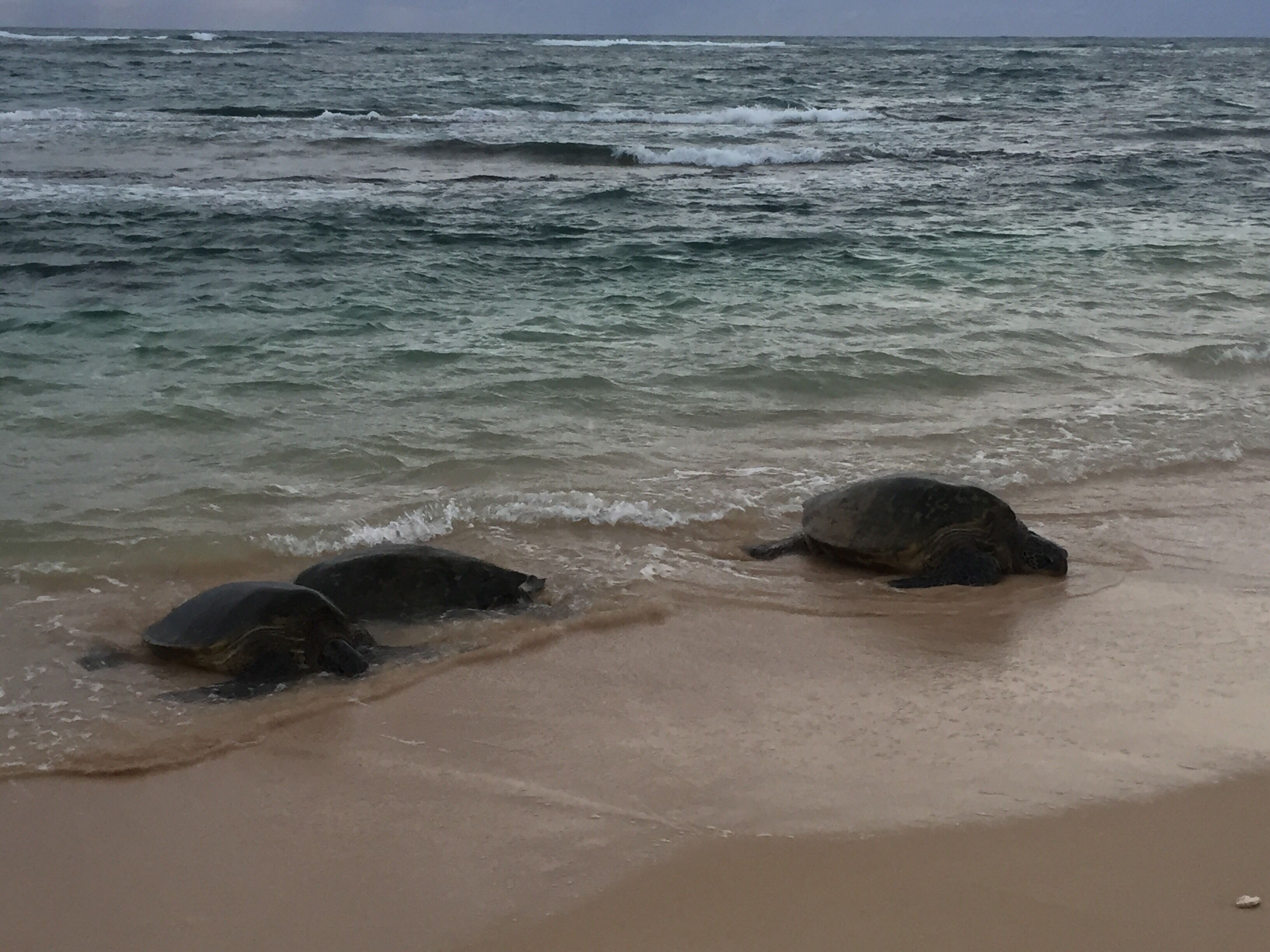 ... the magic unfolds to a scene if beaching turtles turning up on the shore for the night... 🥰 #culture