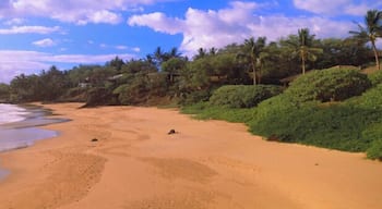 USA, Hawaii, beach at sunset near Makena Route 31