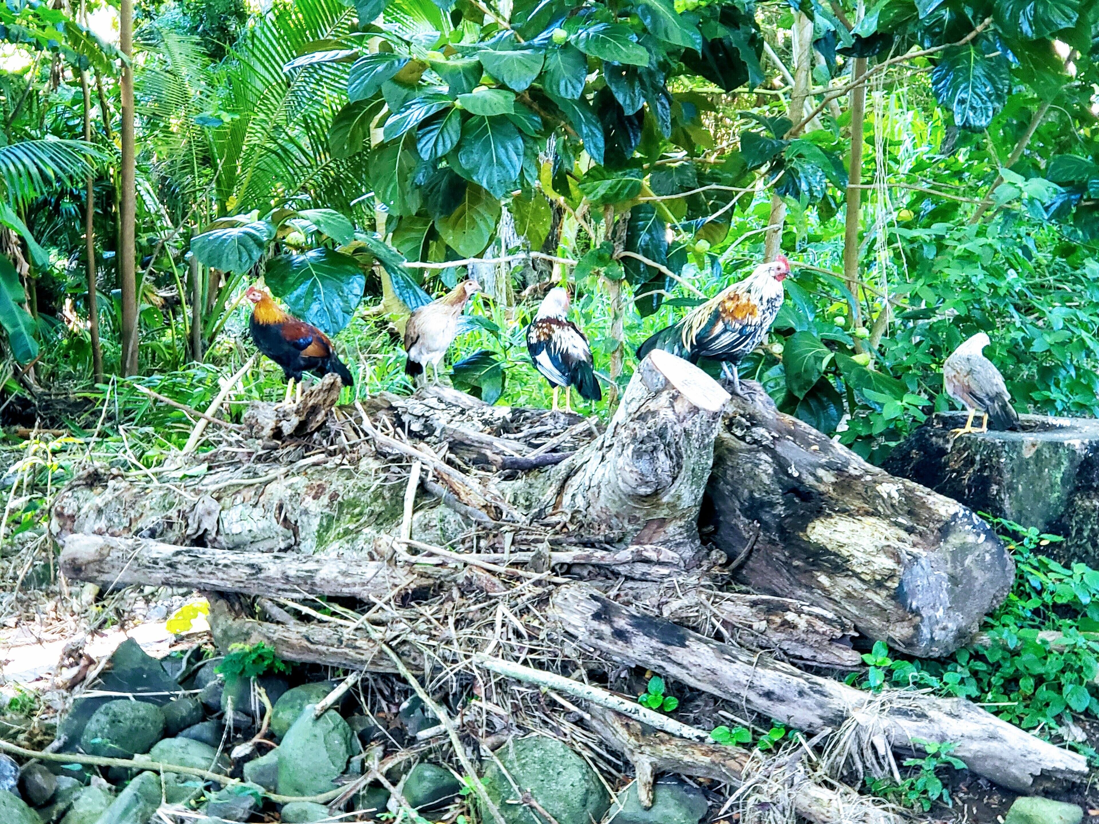 I see a little silhouetto of a man
Scaramouch, scaramouch will you do the fandango
Thunderbolt and lightning very very frightening me
Gallileo, Gallileo,
Gallileo, Gallileo,
Gallileo Figaro - magnifico

#wildchickens #bohemianrhapsody
#GreatOutdoors