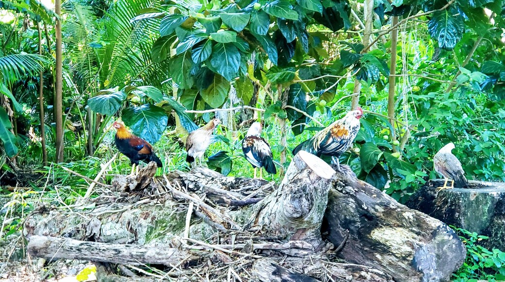 I see a little silhouetto of a man
Scaramouch, scaramouch will you do the fandango
Thunderbolt and lightning very very frightening me
Gallileo, Gallileo,
Gallileo, Gallileo,
Gallileo Figaro - magnifico
#wildchickens #bohemianrhapsody
#GreatOutdoors