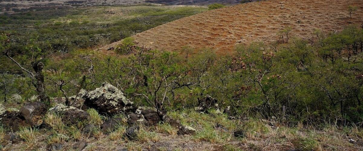 When driving the Hana Highway, continue on passed the Oheo Gulch, to Kipahulu and Kaupo. The change in the terrain is spectacular and very photogenic, especially just before sunset. #Hana #Hawaii #Maui #UnitedStates #USA http://www.acooknotmad.com/2014/10/piece-paradise-paw-paw.html