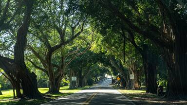 Cinematic Canopy: The Historic Banyan Tree Tunnel on Bridge Road, Hobe Sound, Florida
