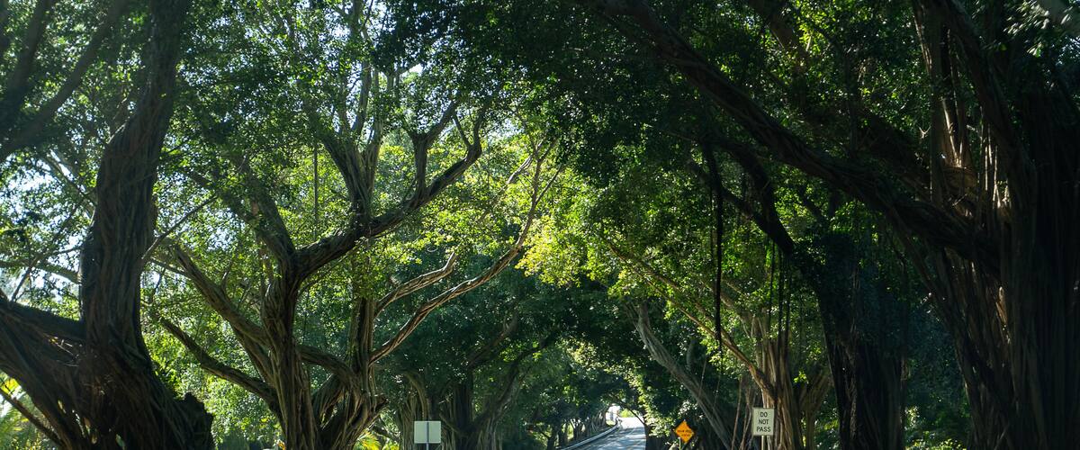 A road lined with large trees and a 'Do Not Pass' sign.