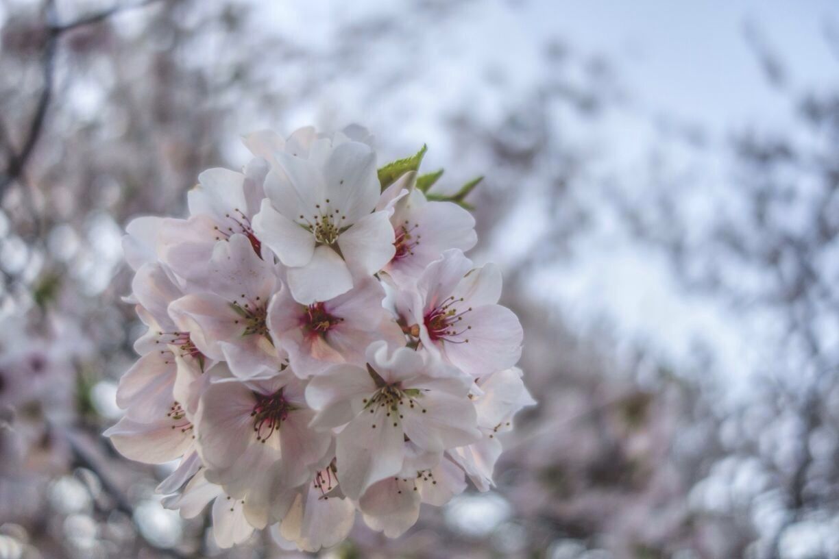 Chery blossoms in Newark. 