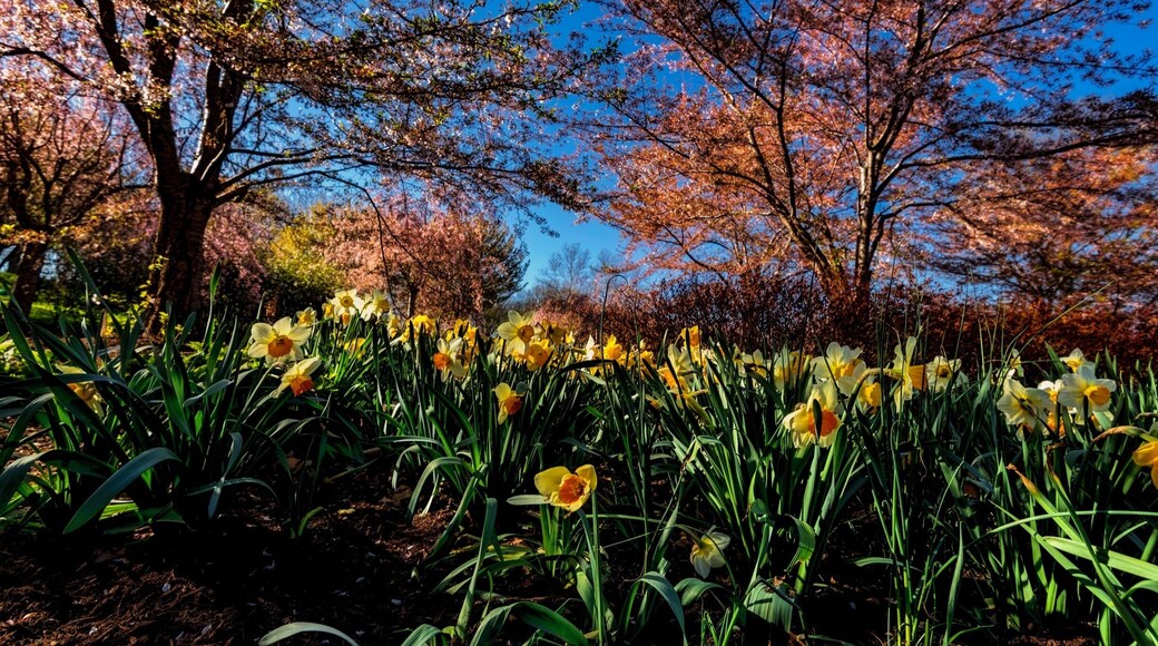 This park in newark NJ is a must see for anyone who likes cherry blossoms
Vinramundo.smugmug.com
