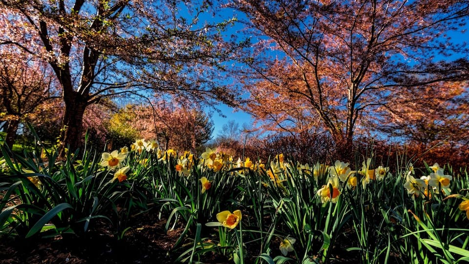 This park in newark NJ is a must see for anyone who likes cherry blossoms
Vinramundo.smugmug.com