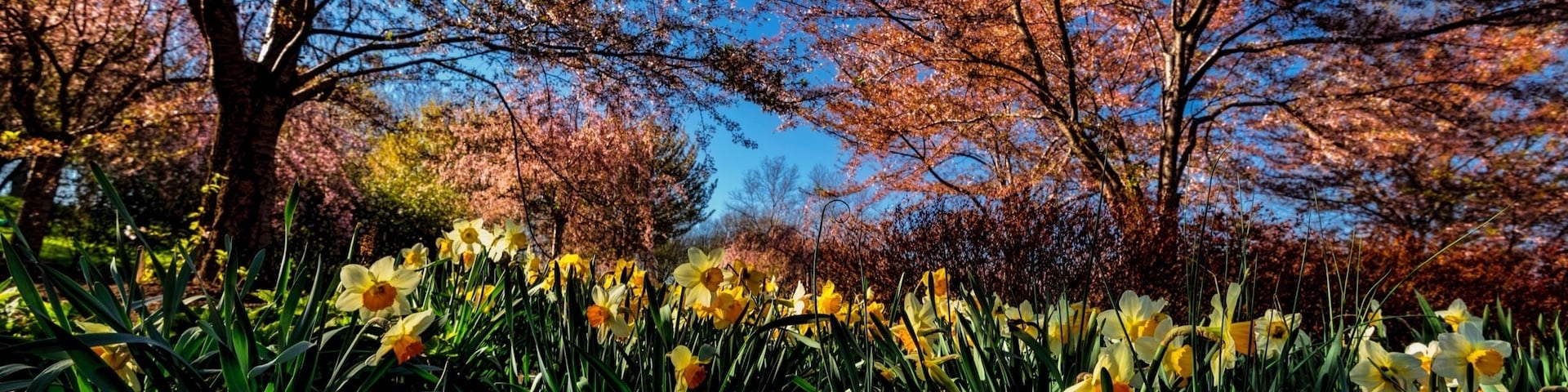 This park in newark NJ is a must see for anyone who likes cherry blossoms
Vinramundo.smugmug.com