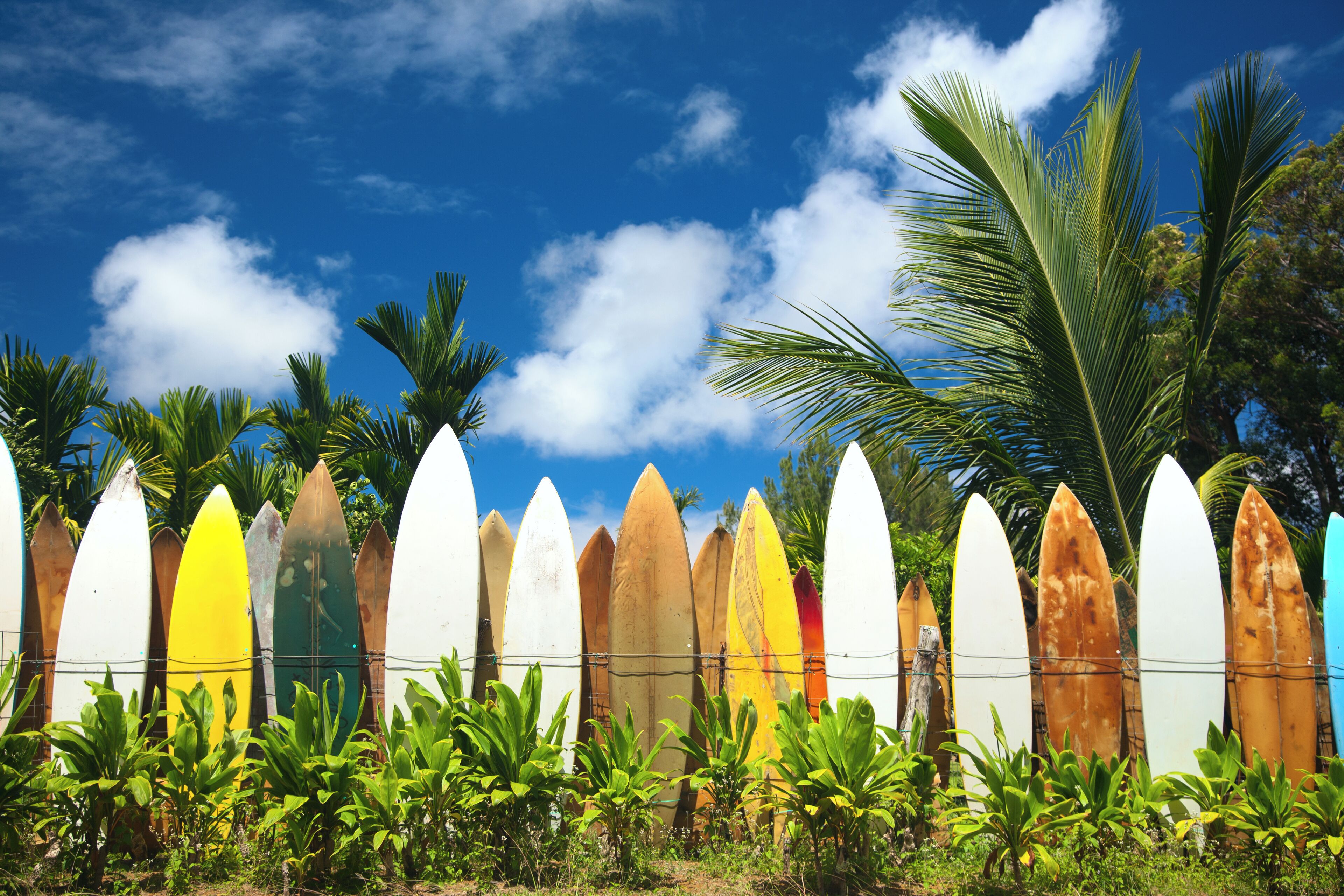 Bunch of surfing boards on a sunny day in Maui. Take a look at another shot of the fence below!