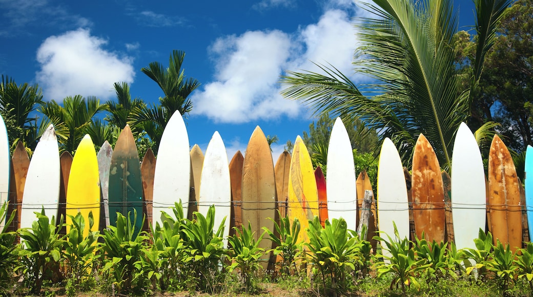 Bunch of surfing boards on a sunny day in Maui. Take a look at another shot of the fence below!