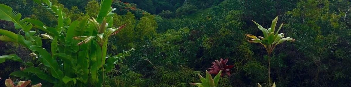 Une vallée verdoyante et luxuriante, parsemée d’une végétation dense, d’où l’on aperçoit l’océan au loin.