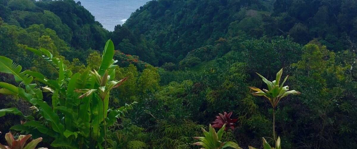 A lush green valley with dense foliage and a view of the ocean in the distance.
