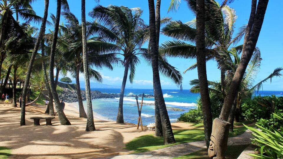 A beach with palm trees, a sandy path, and the ocean in the background.