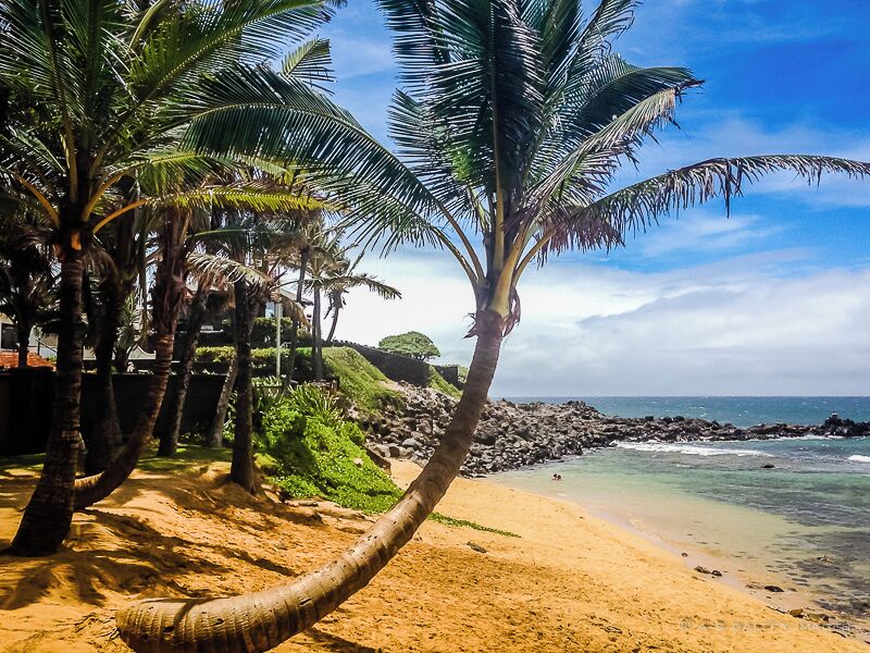 A sandy beach with palm trees and rocky shoreline.