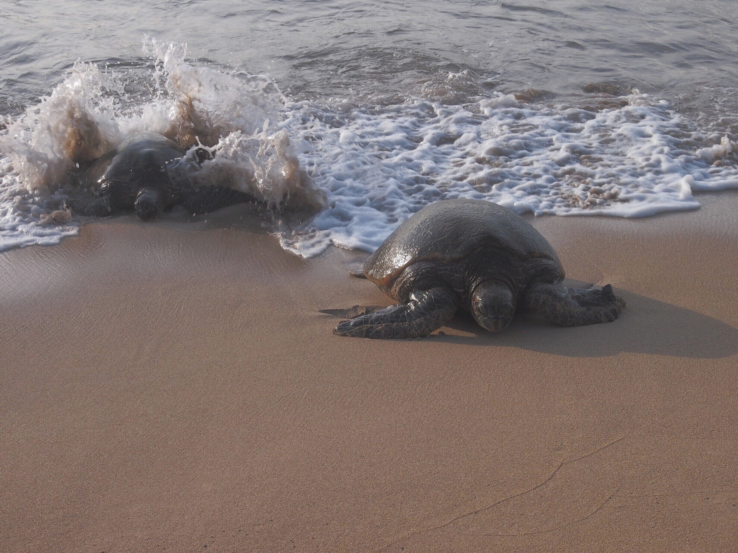 Una tortuga marina en una playa arenosa con olas rompiendo cerca.