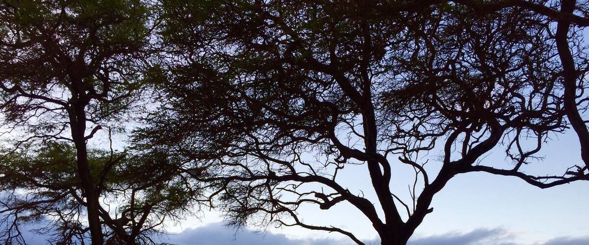 Lovely contrast of the trees and sky
#BeachBond