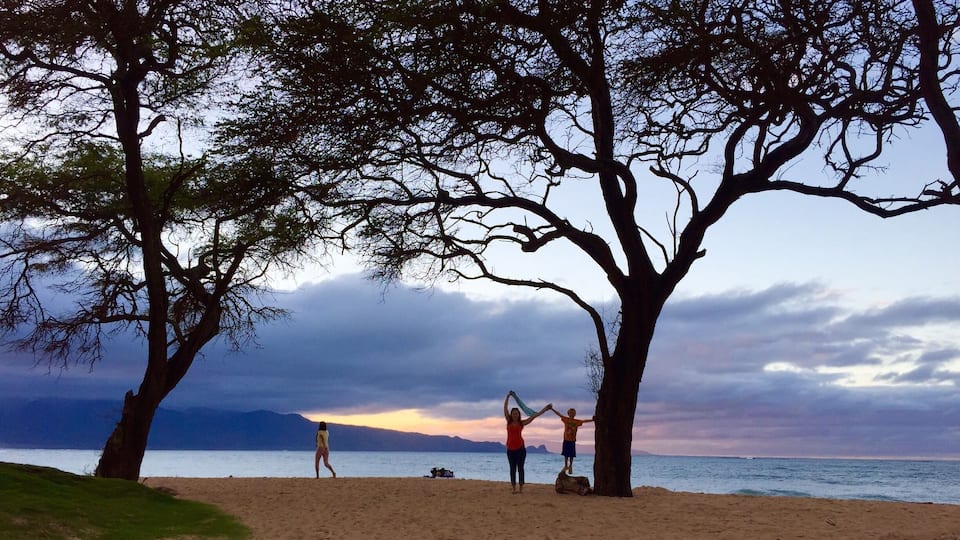 A beach with two large trees, a clear sky, and a calm sea.