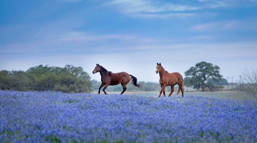 the two brown horses running in the field covered by violet Bluebonnet flowers. Texas hill country