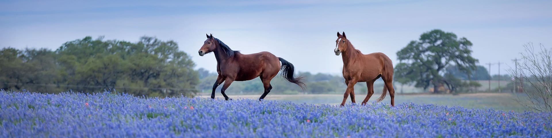 the two brown horses running in the field covered by violet Bluebonnet flowers. Texas hill country