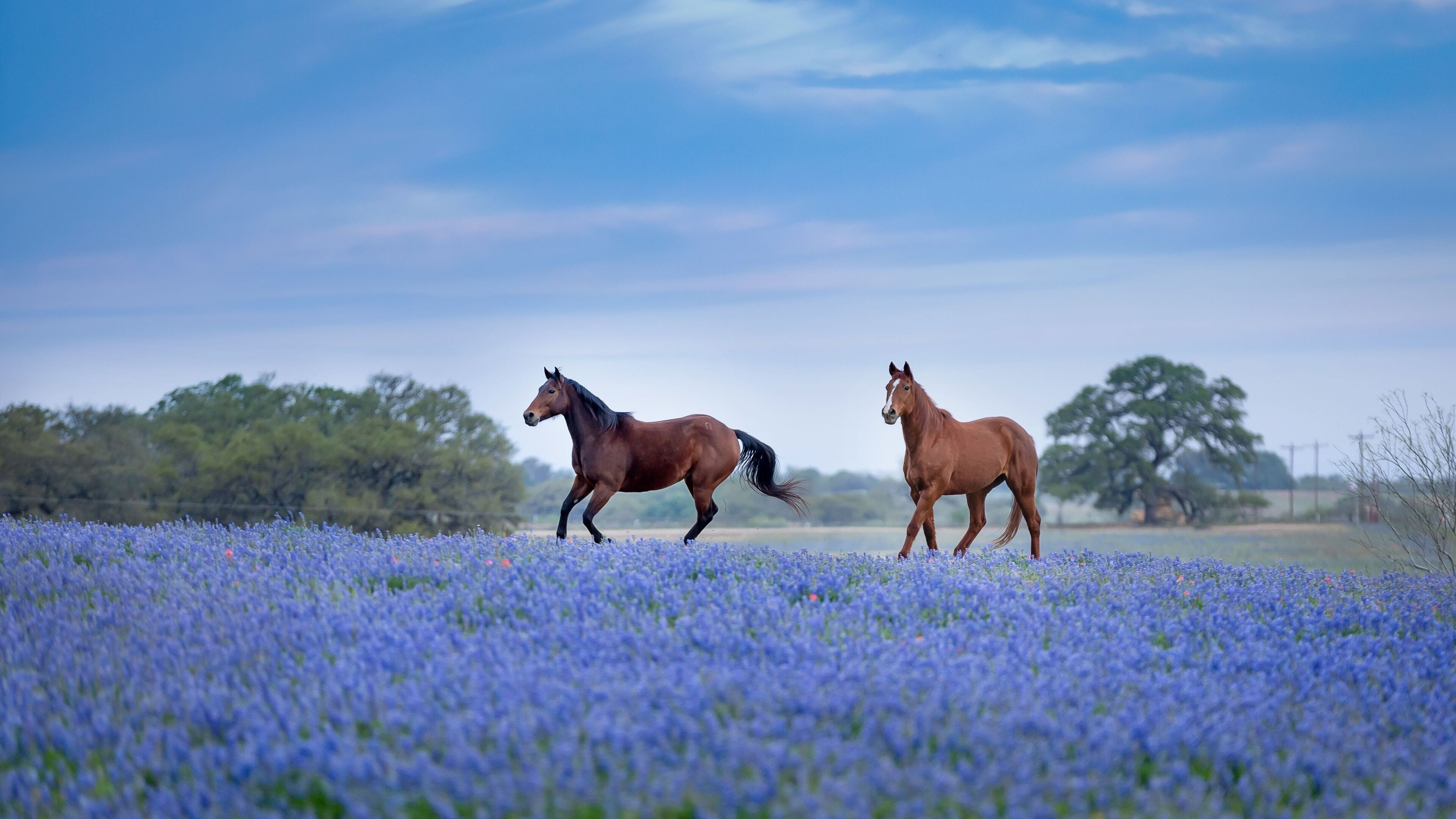 Two horses in a field of blue flowers with trees in the background.