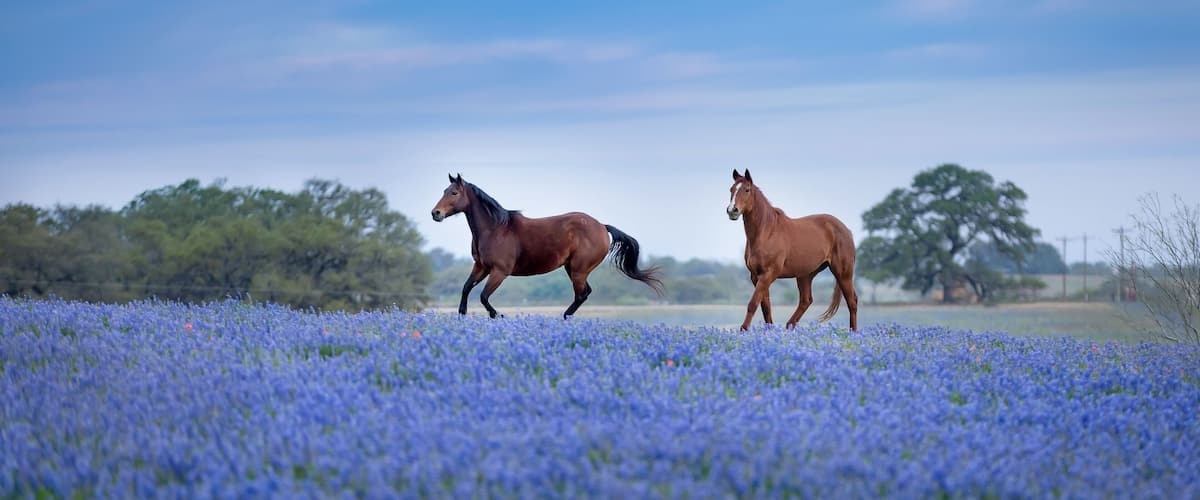 Two horses in a field of blue flowers with trees in the background.