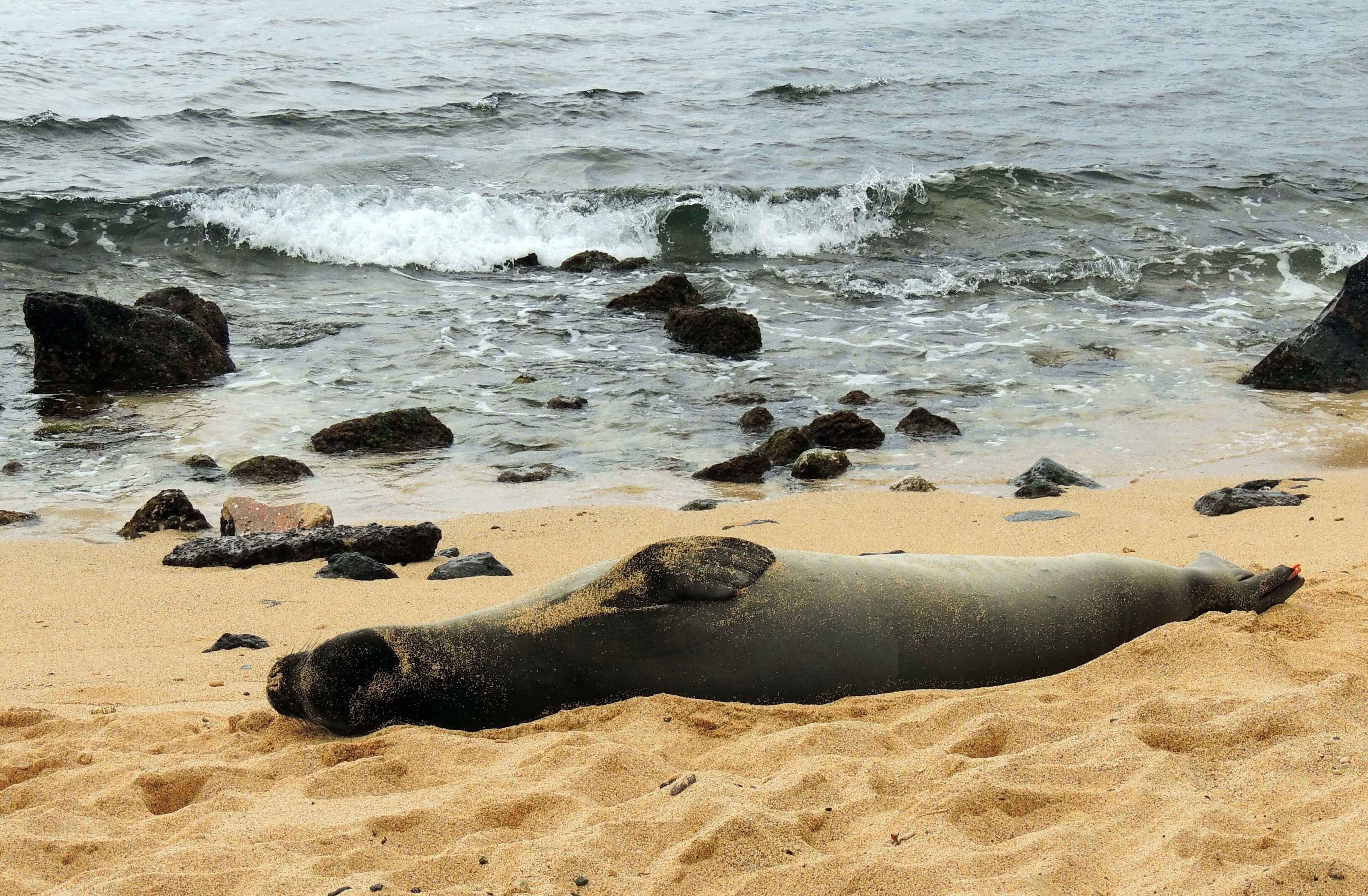 A seal resting on a sandy beach with rocks and waves in the background.
