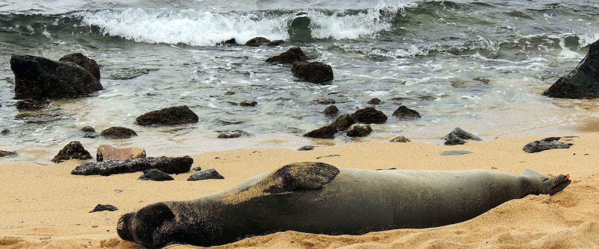 A seal resting on a sandy beach with rocks and waves in the background.