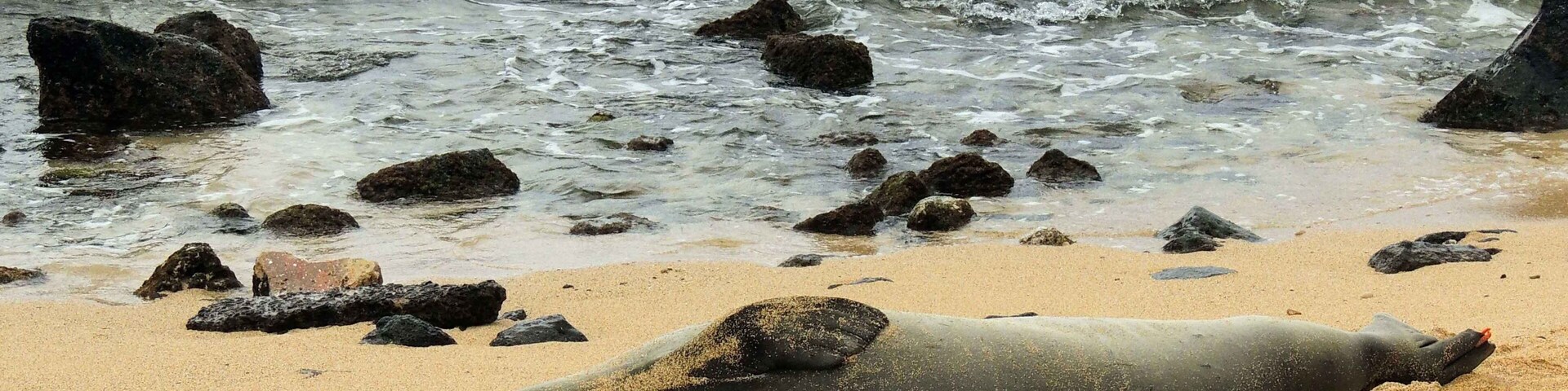 A seal resting on a sandy beach with rocks and waves in the background.