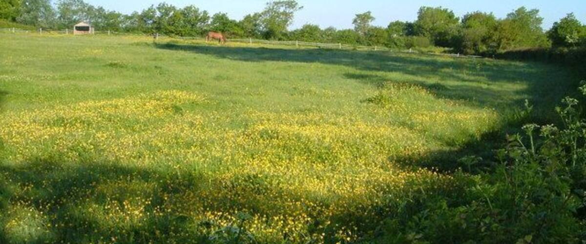 Un prat amb flors grogues, un cavall i arbres al fons.
