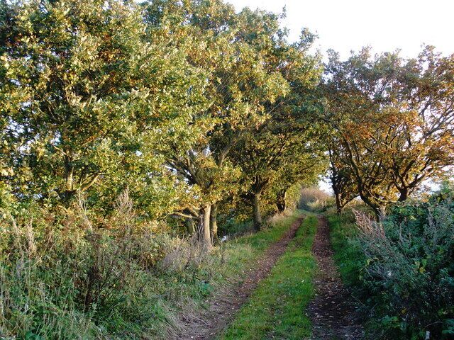 Track, on Exminster Marshes