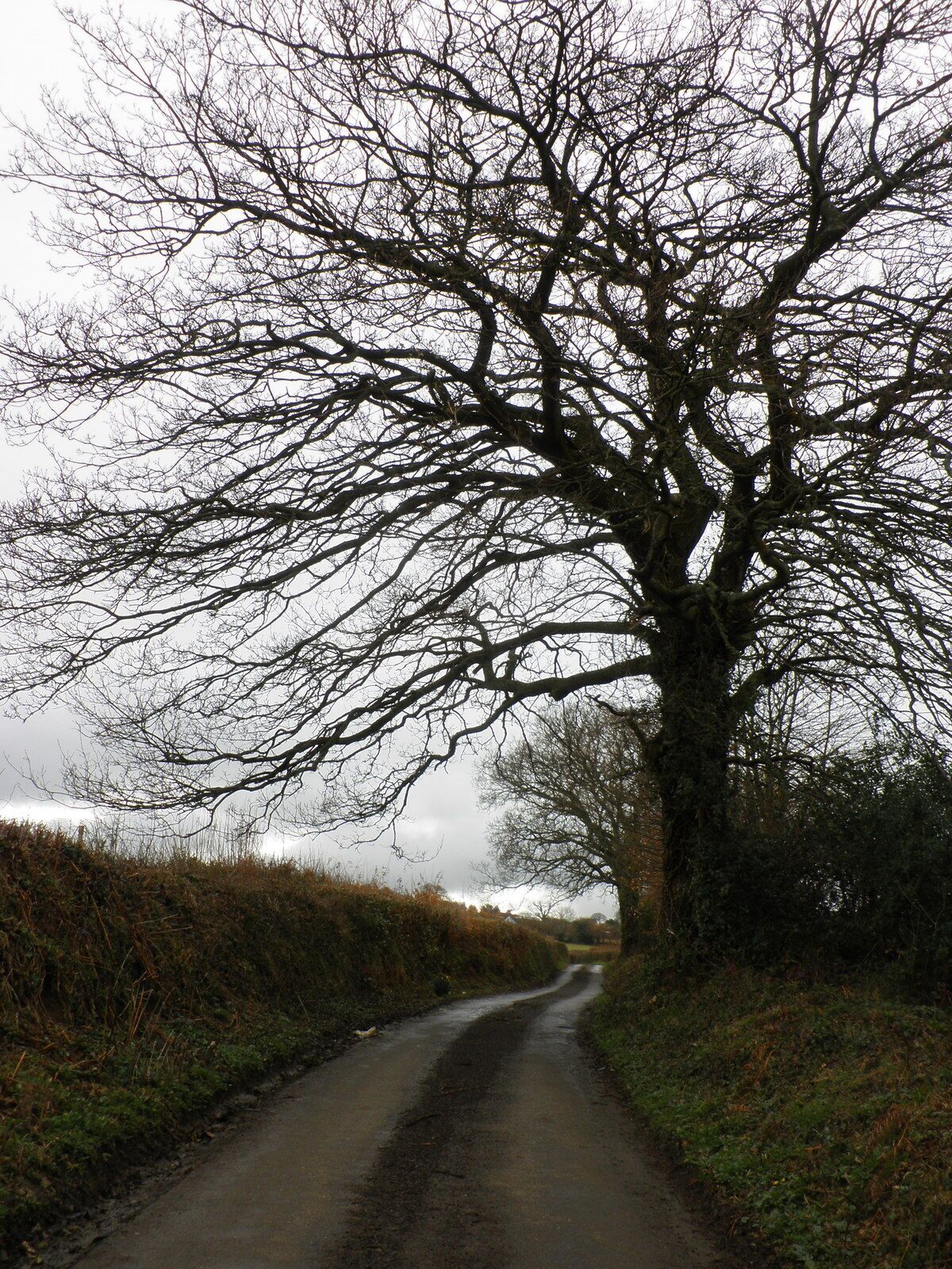 Una carretera rural bordeada por árboles sin hojas y setos.