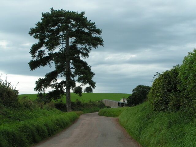 Lane and tree west of Lynch Farm