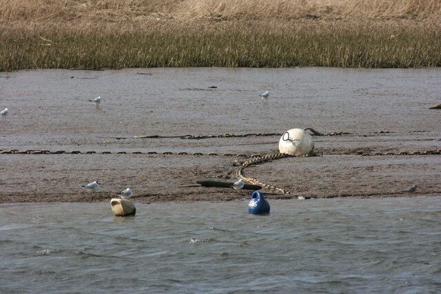 Mudbanks opposite Topsham Taken from on board the MV My Queen on an RSPB organised cruise. These are permanent moorings on West Mud opposite Topsham that will be used from the spring through summer to the autumn. The rich mud is why the Exe is important for birds. The gulls here are Black headed gulls (Larus ridibundus), and on the waters' edge to the right can be seen a Redshank (Tringa totanus).