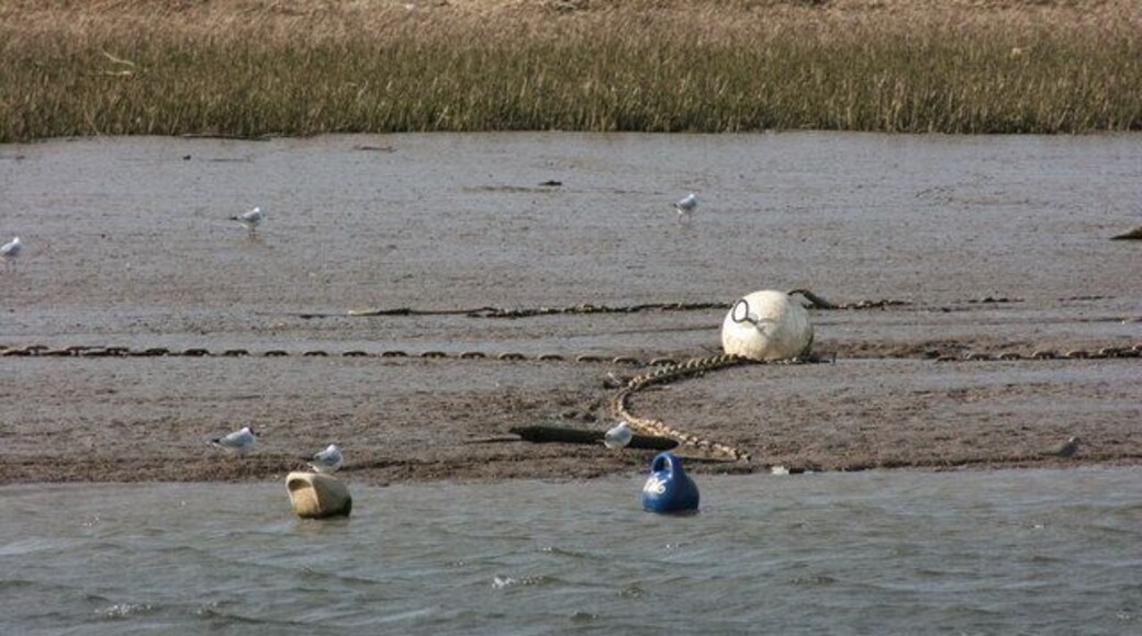 Mudbanks opposite Topsham Taken from on board the MV My Queen on an RSPB organised cruise. These are permanent moorings on West Mud opposite Topsham that will be used from the spring through summer to the autumn. The rich mud is why the Exe is important for birds. The gulls here are Black headed gulls (Larus ridibundus), and on the waters' edge to the right can be seen a Redshank (Tringa totanus).