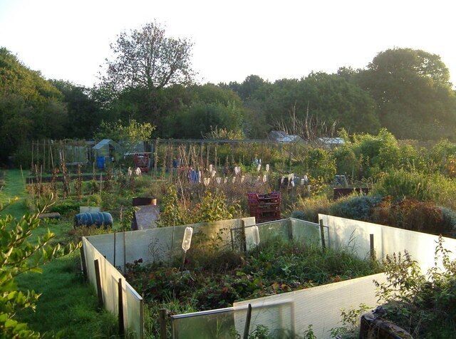 Clapperbrook Allotments Allotments in the morning sun at Alphington, Exeter.