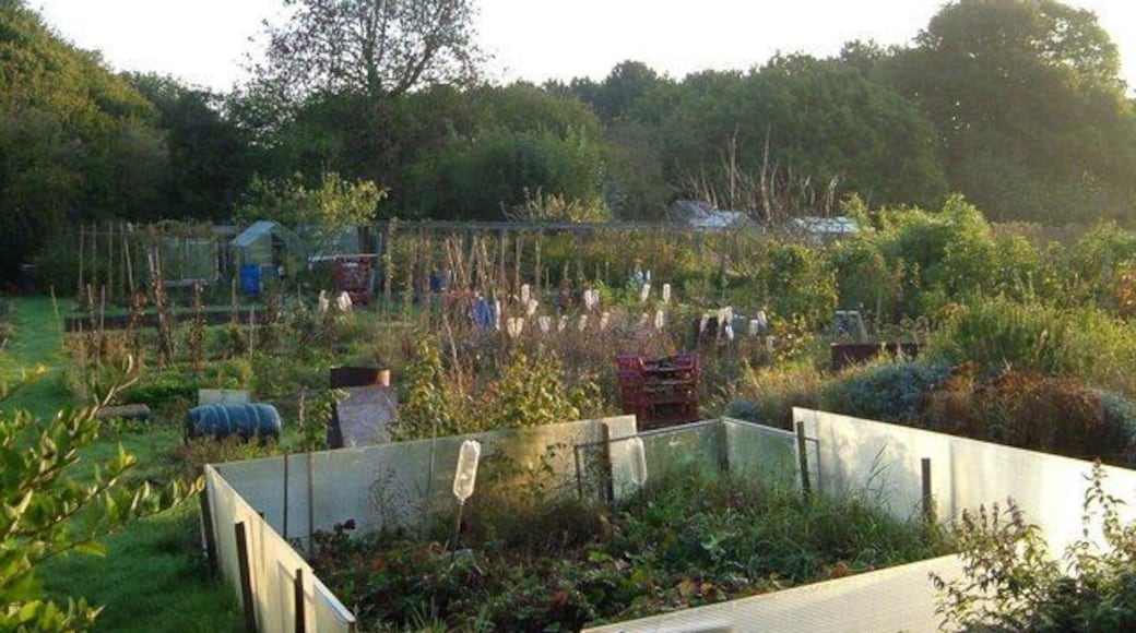 Clapperbrook Allotments Allotments in the morning sun at Alphington, Exeter.
