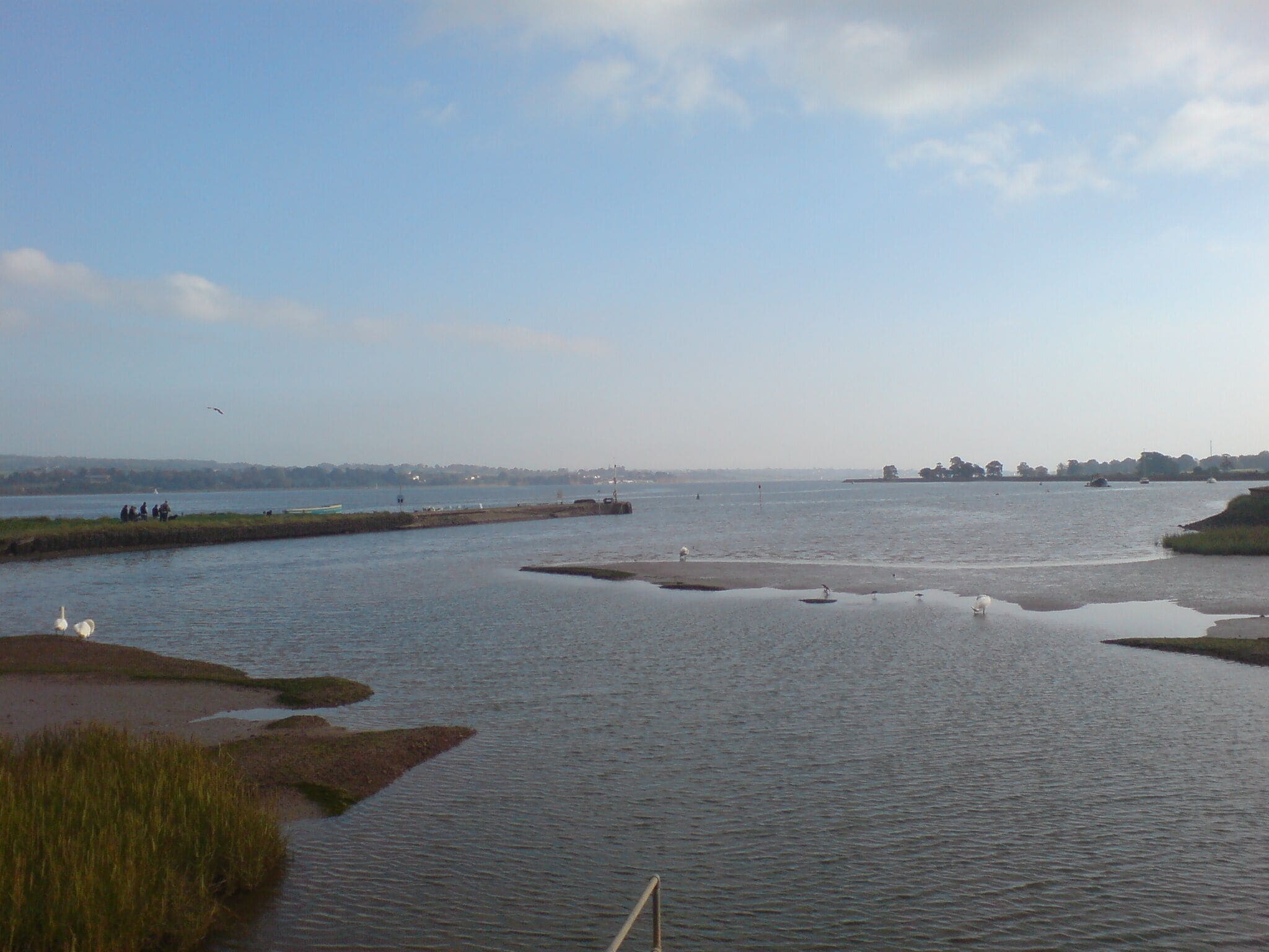 A calm river with swans, a distant shoreline, and a clear sky.