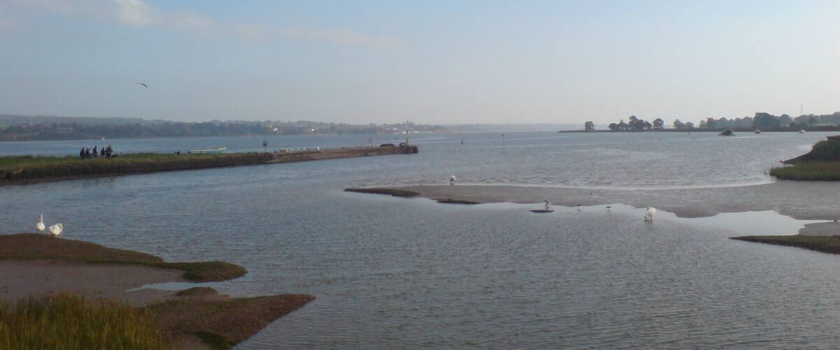 A calm river with swans, a distant shoreline, and a clear sky.