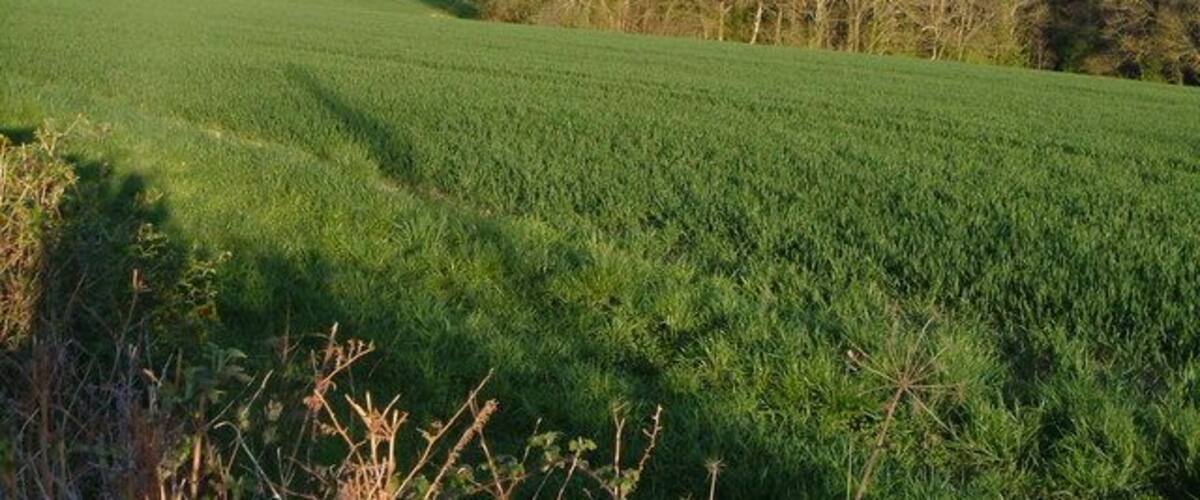 Seven Acre Plantation from Longdown Road. Good views from Longdown Road, the B3212, which runs along a ridge - this one looks ESE towards southern Exeter.