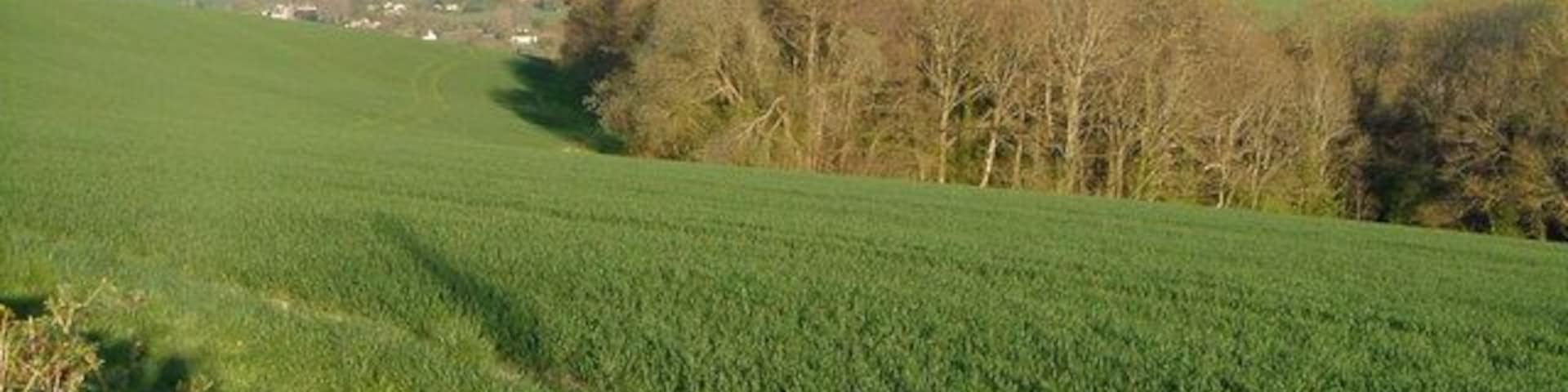 Seven Acre Plantation from Longdown Road. Good views from Longdown Road, the B3212, which runs along a ridge - this one looks ESE towards southern Exeter.