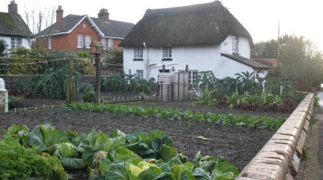 Vegetable plot, Greenway, Woodbury A wonderful effort, for December!