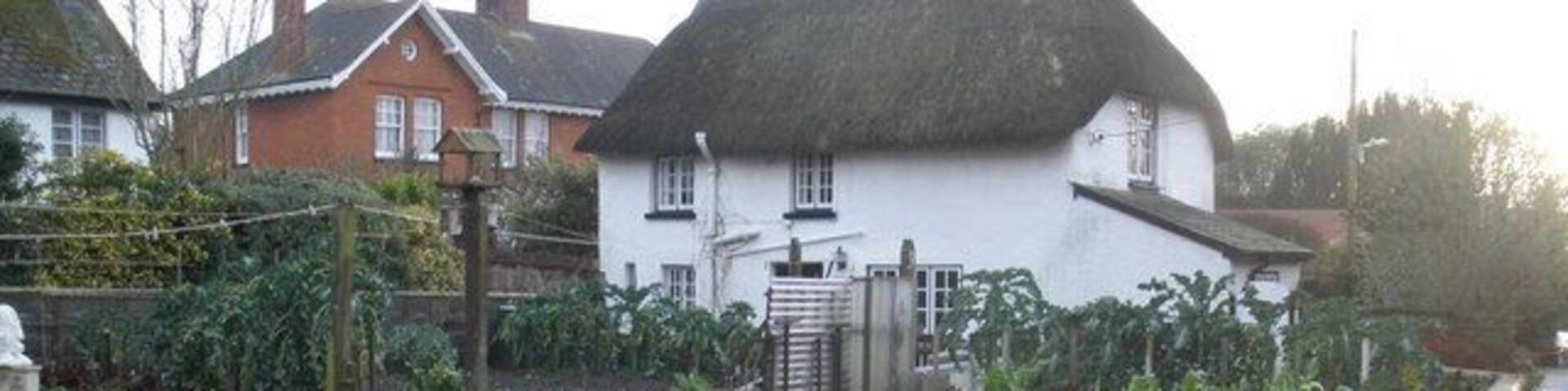 Vegetable plot, Greenway, Woodbury A wonderful effort, for December!
