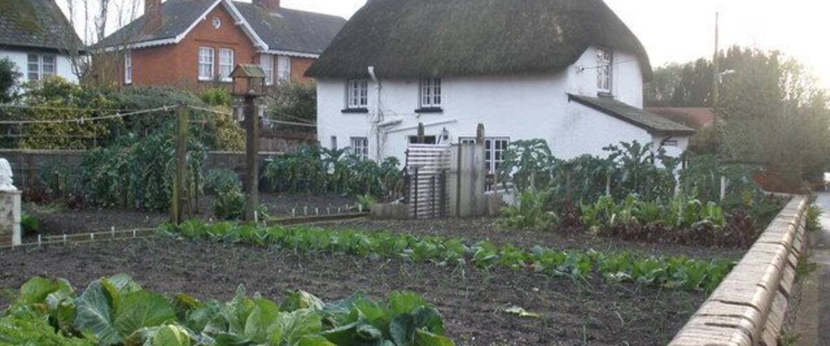 A rural garden with cabbage plants, a brick wall, and a white house with a thatched roof.